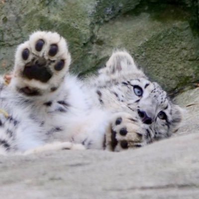 reawakeyn's profile picture. i’m addicted to video games | if you know me. no you don’t. let me be a nerd. | i love lewis pullman ╰(*´︶`*)╯♡