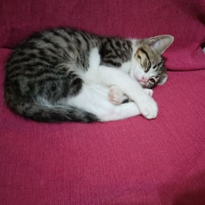 DOH_TON's profile picture. TON lover MEME lover