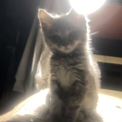 Iiiya434358's profile picture. 