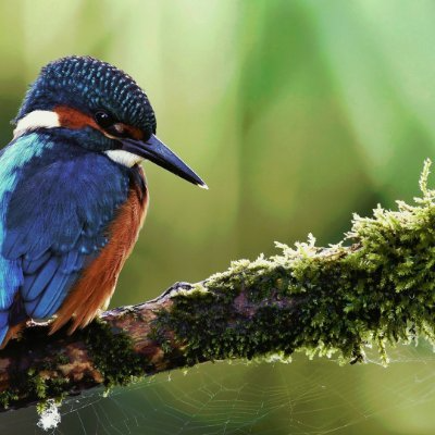 milton_vosss's profile picture. Beggars can't be choosers