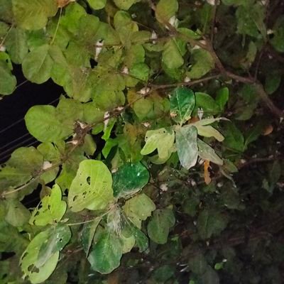 9200Monir15840's profile picture. 