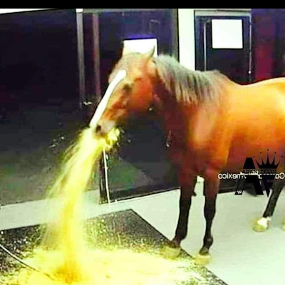 Orteillegauche's profile picture. 