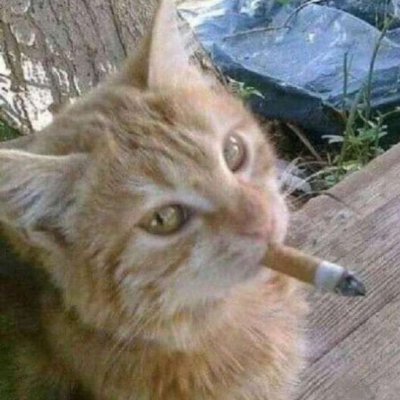 kittykowboy's profile picture. 