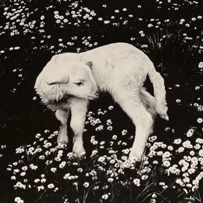 ownsacomputer's profile picture. sensitive young man, meditator, pilot, freedom and vitality || text editing @consensys @dxrgai