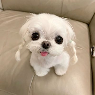 abangdottie's profile picture. spam / rants lesbianism transsexual plurality BPD Chineseness animal pics hornyposting, follow at your own discretion pls don’t be offended if i don’t accept