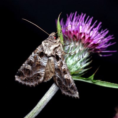 isabellae1108's profile picture. 