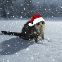 sipsi (@garibansipsi) 's Twitter Profile Photo