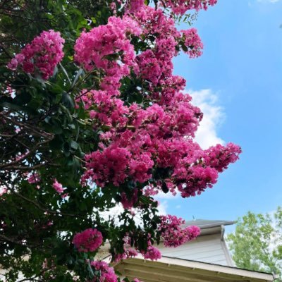 lindseyvonn43's profile picture. 