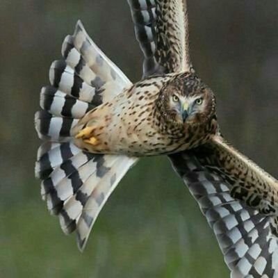 Brgndhyklstk1's profile picture. 