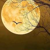 xnftmoon's profile picture. 