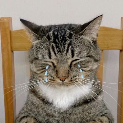 chibi617429's profile picture. 구독아니고선팔아니고저정지당했급니다