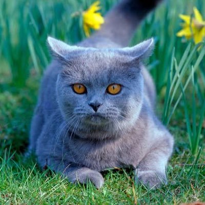 derpythecatgtc's profile picture. Derpy | 3 | RP based on gimme that candyfloss