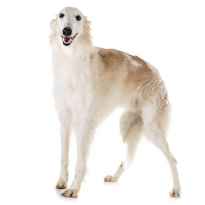 unnamed_witter's profile picture. "Pretty please don't lie!"
-
17 minor(s in a trench coat)
-
they /     them
-
nsfw+proship+pedo+feral dni