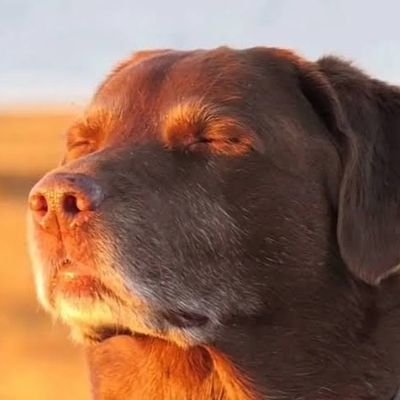 _CrusadingWeeb_'s profile picture. 20
According to the media. I killed myself back in 2020

20