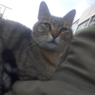 MehmetA84461022's profile picture. Güzel