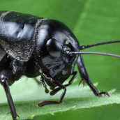 CheesytheBore's profile picture. Amateur Everything Nothing Poster