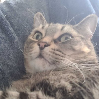 FiberedSkies's profile picture. cat who makes coordination infra. learning perceptual art  °.•*:✧  @whetstonedotcc @b4dsushi