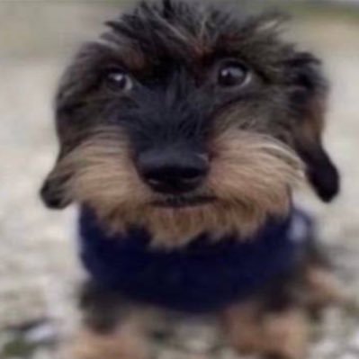 lazarofarofa's profile picture. 