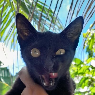 pseudoleitora's profile picture. Eu sou cartomante, tenho um monte de plantas e sou compradora compulsiva de livros. 📚: 27