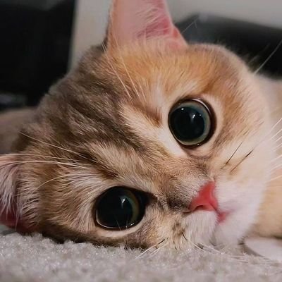 BerenYldz135272's profile picture. 🚀🚀