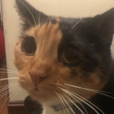 woodcritter8's profile picture. hi im wood 16 Mexican-American artist weirdos dni