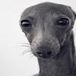 pikminfiend72's profile picture. 