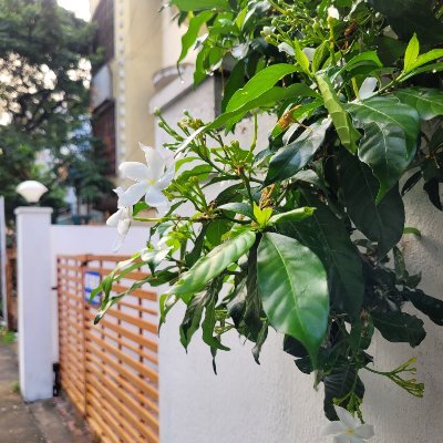 VedikkaiP's profile picture. Joie de Vivre 😁