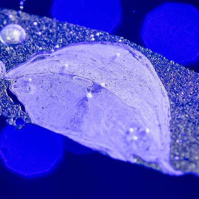 BloisLab's profile picture. BloisLab explores how glycans and immunity interact in pregnancy, revealing pathways behind healthy development and complications like preeclampsia.