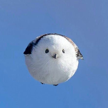 mayuta66190906's profile picture. 神奈川在/博多生/理系/QU/花鳥動物好き/兵庫県の知事と応援団はおかしい/各地の首長にも伝染/クマ対策！