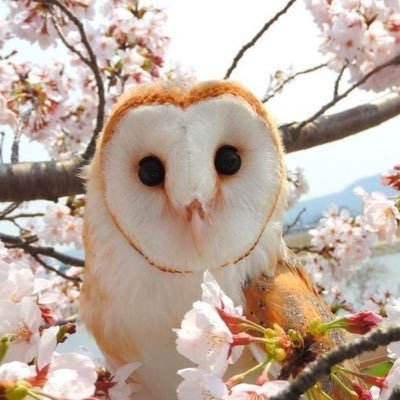 Ciderfizzpuff's profile picture. ─ Juno/Micah ★ ๋࣭ · They / Wisp .ᐟ "Pineapples are in my head" ๋࣭ ⊹ ࣪ ˖ pfp credit: I MADE IT