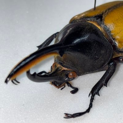 pokerider2024's profile picture. 多趣味な昆虫飼育者 昆虫飼育＆標本収集、ポケモン、特撮〔仮面ライダー〕、ホロリス🐿️〔🛠️、☄️、🍃〕善も悪も平等に存在しどちらかが正しいと言うことは決してない。