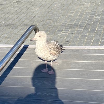 Tatsuya_Akutsu's profile picture. Library & Information Science/Workplace Studies/Ethnomethodology, PhD (@Liverpool, UoL)🇬🇧, 図書館情報学/ワークプレイス・スタディーズ/エスノメソドロジー, 博士（リヴァプール大学)🇬🇧