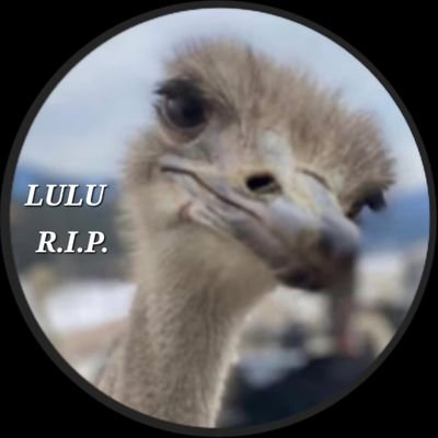 ArtbyRock's profile picture. ☘️Art & Nature Rocks! 🍁 Stay Wild & Free! 🇨🇦 🇺🇲 Painter of Animals 🐘 Where did Common Sense go? 🤔