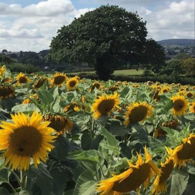 fulltimedogmum's profile picture. 