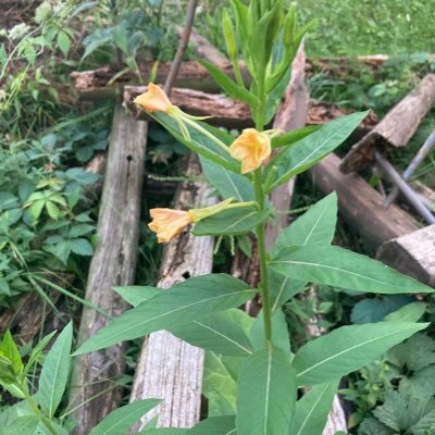 TeelaWild's profile picture. Just here to ragebait and have a good time 😝My claws rarely retract 😽 #Hawkeyes🐤 #GoPackGo #Phish ⭕️