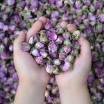 firdesicuz4812's profile picture. 🚀 Sensiz olmuyor 🎶