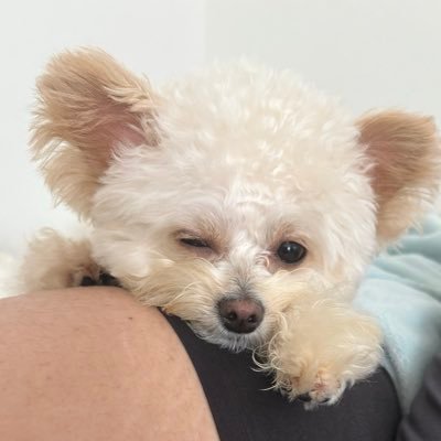 kyouno_wan's profile picture. もうすぐ2歳🤍チワワ×トイプー