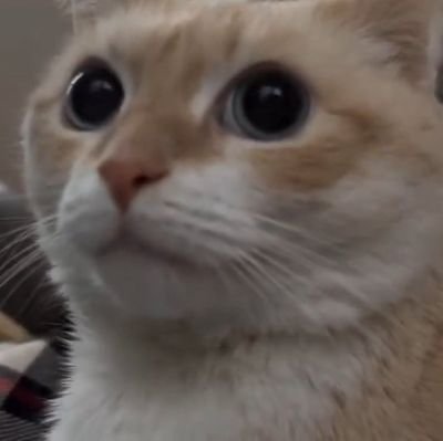 UmiaMerospheres's profile picture. xd