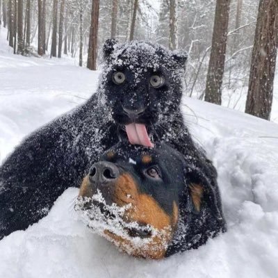 6wfrobB's profile picture. 