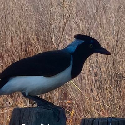 CARLOSSM201260's profile picture. SEMPRE! SDV -  ATUALIDADES EM GERAL, MINHAS OPINIÕES, CRÍTICAS E ELOGIOS.