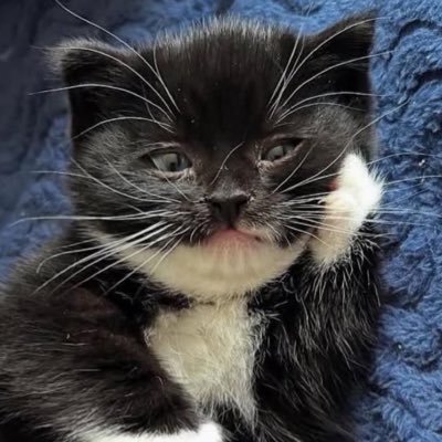 mychudguts's profile picture. sparkle bright