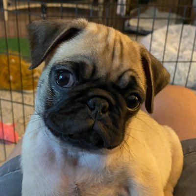 Dawn73Nigel's profile picture. Love nature 🌳,  gardening, cooking/recipes, and the smell of fresh cut grass. Avid animal lover.  Politically pragmatic Independent now. We the People!  💙 ❤️