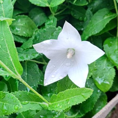 Sugimasa0214's profile picture. 元陸上自衛官（最終階級　陸士長）その後　三菱電機、凸版印刷、日野自動車、三和警備保障、花王ロジスティック勤務、大学生の頃は、吉野家、ローソン、ファミリーマートでバイトしてました。
（趣味でデイトレードなんかをやってみたいです！大学院にも進学するつもりです。）