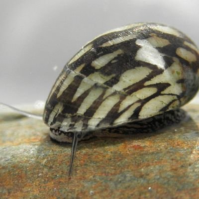 rafaelmartinezu's profile picture. ITS A NERITES.