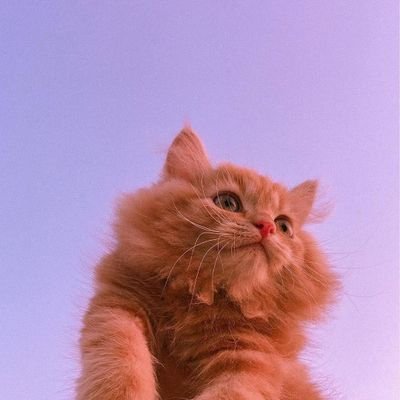 fluffly_cat's profile picture. Dont die, you should have a cat✨