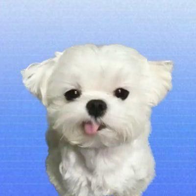 mong_shua's profile picture. 