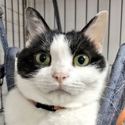 solt2014a's profile picture. 撮影に行きたい病発症中