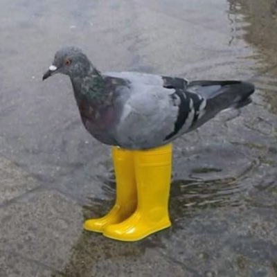 AlisaR68034's profile picture. 