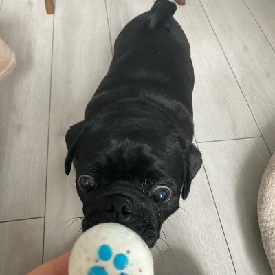 Miller09007's profile picture. Standing in the middle of the fence and observing rationally