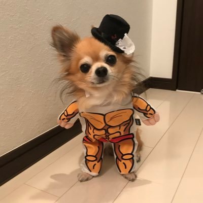 chihuahua_malu's profile picture. 